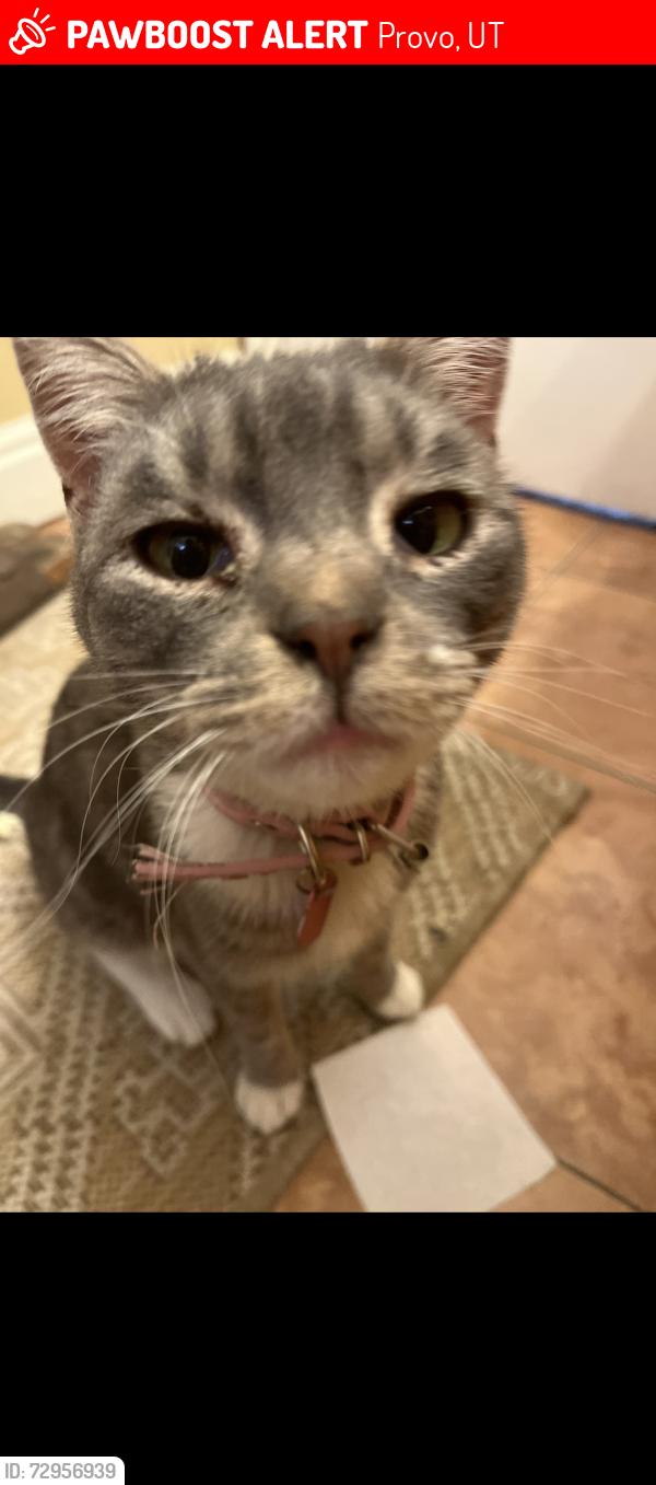 Lost Female Cat last seen Lake view elementary , Provo, UT 84601