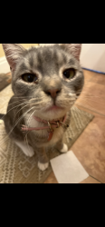 Lost Female Cat last seen Lake view elementary , Provo, UT 84601