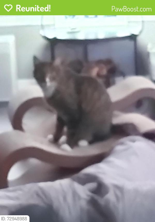 Reunited Male Cat last seen Morar, Cumbernauld, Scotland G67