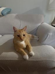 Reunited Male Cat last seen Washington Dr, Chesapeake, VA 23322