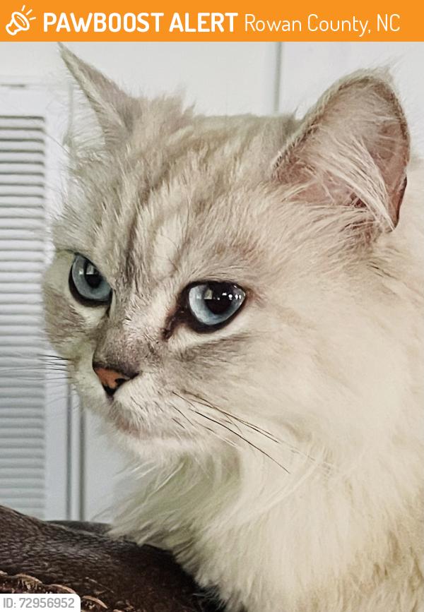 Found/Stray Female Cat last seen Amity Hill/Cal Kennedy, Rowan County, NC 27013
