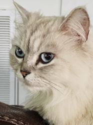 Found/Stray Female Cat last seen Amity Hill/Cal Kennedy, Rowan County, NC 27013