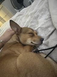 Reunited Female Dog last seen Near Leonard blvd, Lehigh Acres, FL 33973