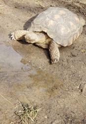 Lost Unknown Reptile last seen Mission bl , Jurupa Valley, CA 92509