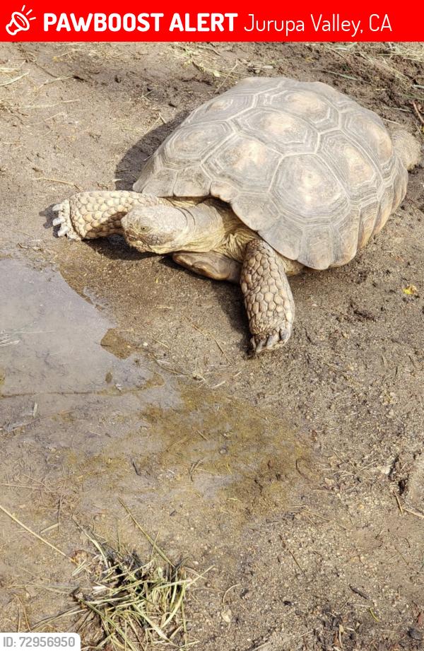 Lost Unknown Reptile last seen Mission bl , Jurupa Valley, CA 92509