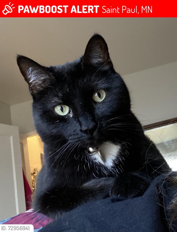 Lost Male Cat last seen Grand Ave and Prior Ave S, Saint Paul, MN 55105
