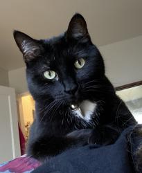Lost Male Cat last seen Grand Ave and Prior Ave S, Saint Paul, MN 55105