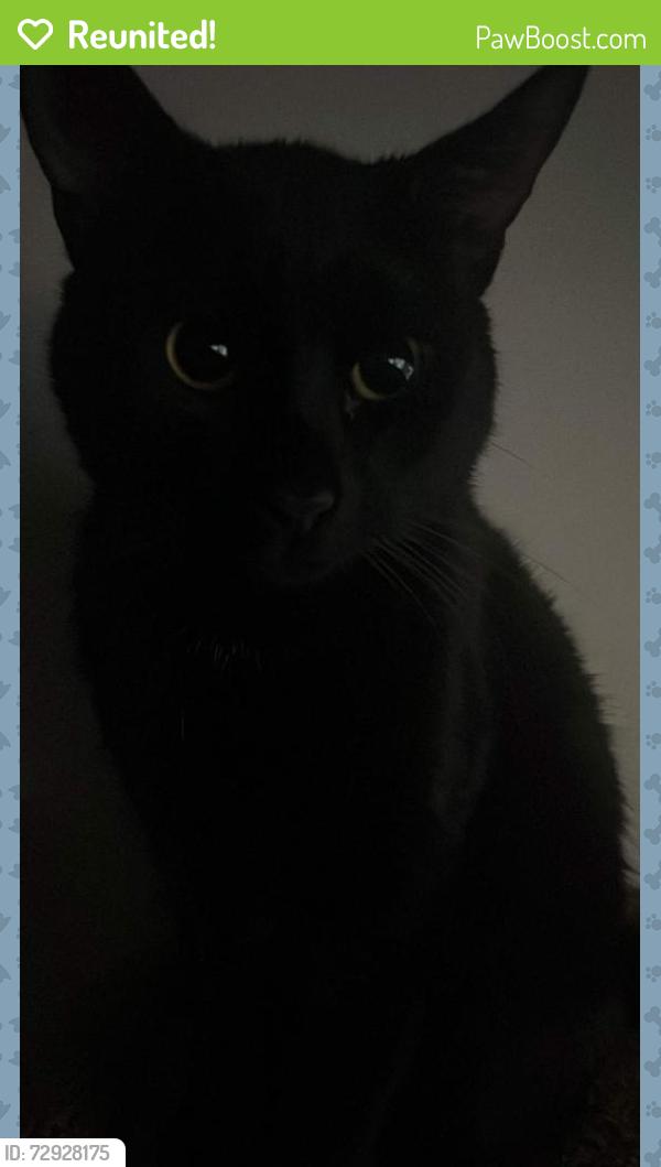 Reunited Male Cat last seen Ynysfach Avenue, Resolven, Wales SA11 4LP