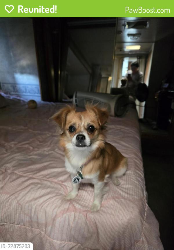 Reunited Female Dog last seen Midland texas , Midland, TX 79701