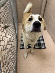Reunited Male Dog last seen Country Lane Woods subdivision, Manchester, MO 63011