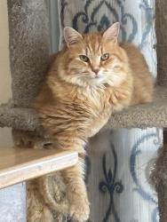 Lost Female Cat last seen Gibson rd Mebane , Mebane, NC 27302