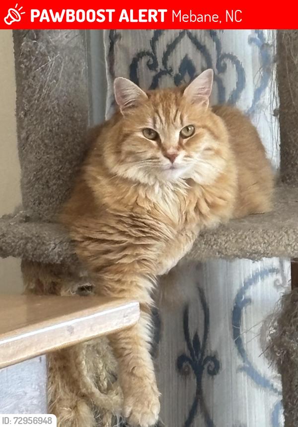 Lost Female Cat last seen Gibson rd Mebane , Mebane, NC 27302