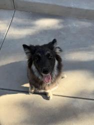 Reunited Male Dog last seen Near Himmel Park, Tucson, AZ 85719