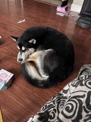 Reunited Male Dog last seen 36th and Llewellyn, Norfolk, VA 23504