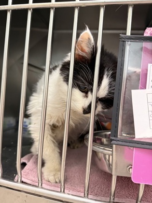 Shelter Stray Female Cat last seen Fishers, IN 46038, Fishers, IN 46038