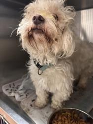 Shelter Stray Male Dog last seen E INTERSTATE 12 HWY/ ONEAL LN, 70816, LA, Baton Rouge, LA 70820