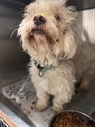 Shelter Stray Male Dog last seen E INTERSTATE 12 HWY/ ONEAL LN, 70816, LA, Baton Rouge, LA 70820