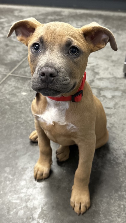 Shelter Stray Female Dog last seen Bonneau, SC 29431, North Charleston, SC 29406