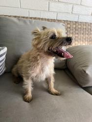 Reunited Male Dog last seen NE 31st Terr.  Near tennis center., Ocala, FL 34471