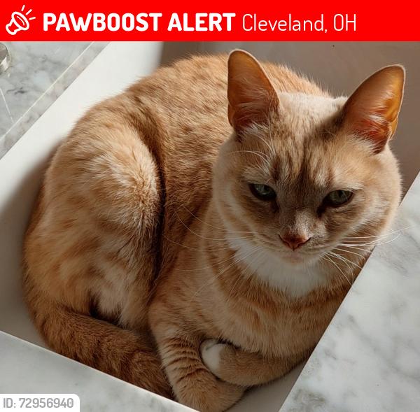 Lost Female Cat last seen Denison and west 100th street, Cleveland, OH 44102