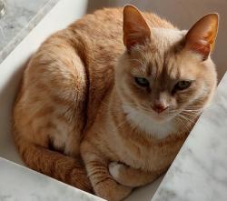 Lost Female Cat last seen Denison and west 100th street, Cleveland, OH 44102