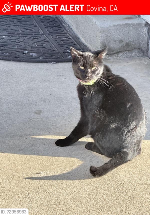 Lost Female Cat last seen Barranca, Covina, CA 91722