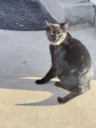 Lost Female Cat last seen Barranca, Covina, CA 91722