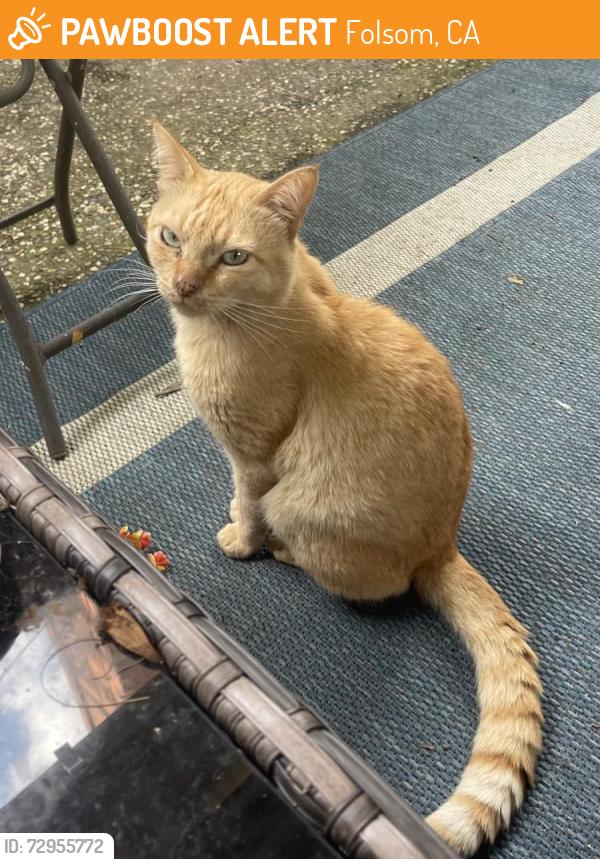 Found/Stray Male Cat last seen Willow Creek drive, flower drive,, Oak Ave., Parkway, Folsom, CA 95630