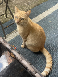 Found/Stray Male Cat last seen Willow Creek drive, flower drive,, Oak Ave., Parkway, Folsom, CA 95630