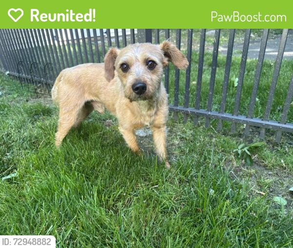 Reunited Male Dog last seen Heritage and Centennial Drive. , Danbury, CT 06811