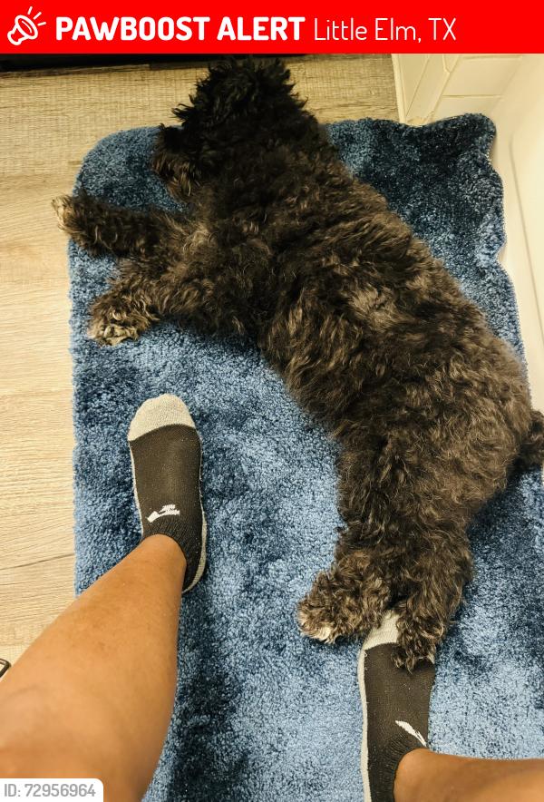 Lost Female Dog last seen Woodlake/sunnyside little elm tx, Little Elm, TX 75068