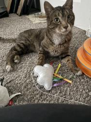 Found/Stray Male Cat last seen Maryland and cactus, Las Vegas, NV 89183