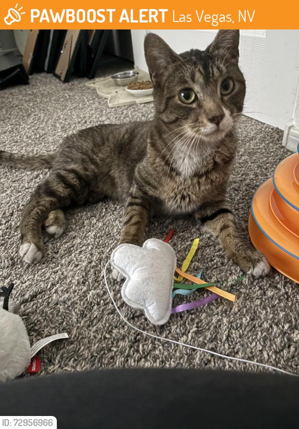 Found/Stray Male Cat last seen Maryland and cactus, Las Vegas, NV 89183