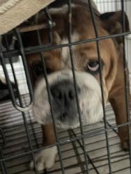 Found/Stray Male Dog last seen Leathergate dr spring tx 77373, Spring, TX 77373