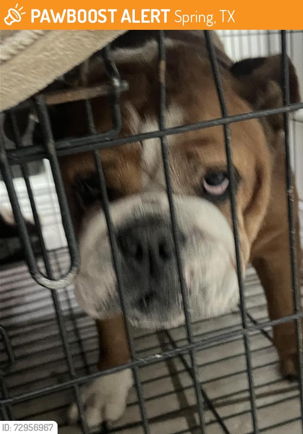 Found/Stray Male Dog last seen Leathergate dr spring tx 77373, Spring, TX 77373