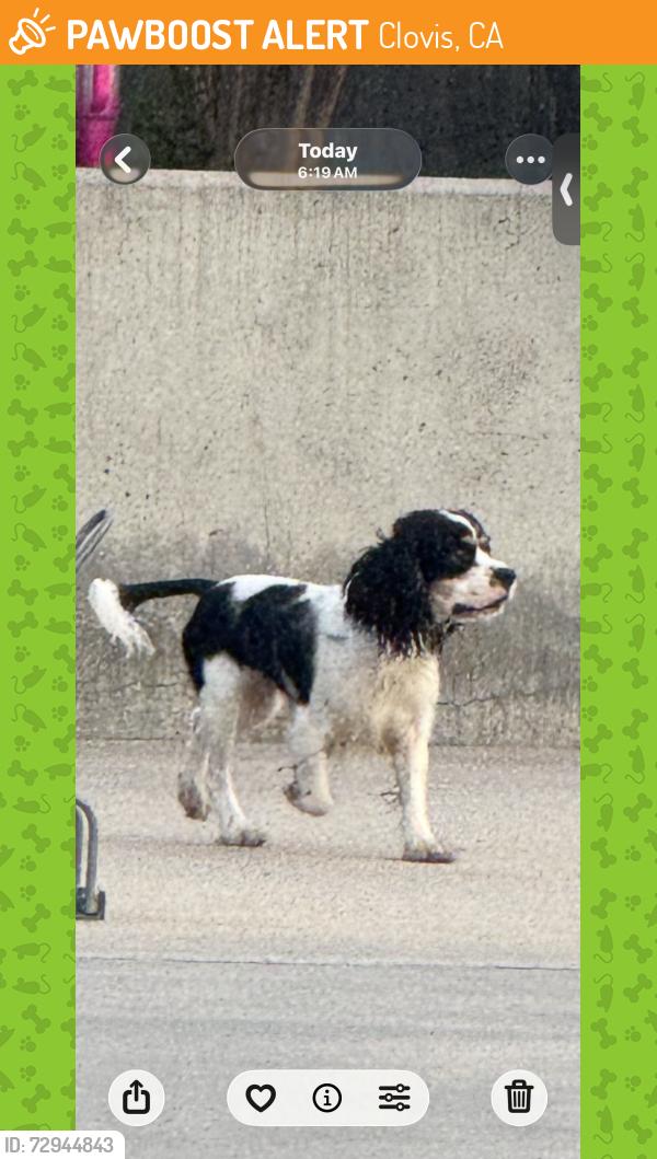 Found/Stray Unknown Dog last seen Clovis east high schools  front office area, Clovis, CA 93619