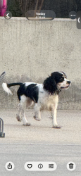 Found/Stray Unknown Dog last seen Clovis east high schools  front office area, Clovis, CA 93619
