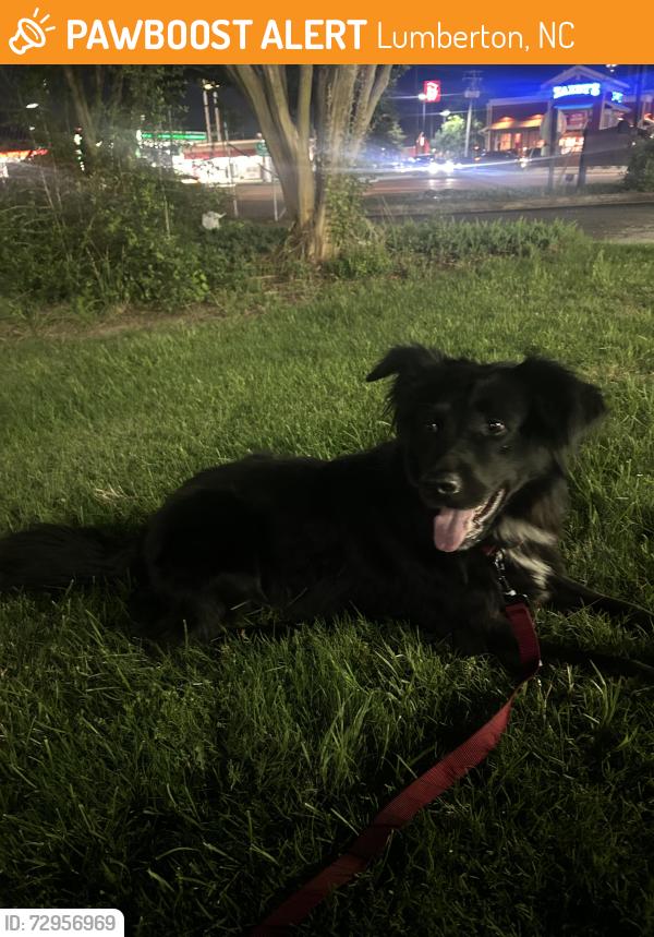 Found/Stray Male Dog last seen Near Rest stop just over the North Carolina state line., Lumberton, NC 28358
