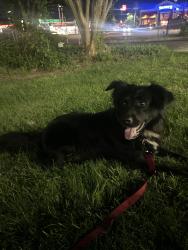 Found/Stray Male Dog last seen Near Rest stop just over the North Carolina state line., Lumberton, NC 28358