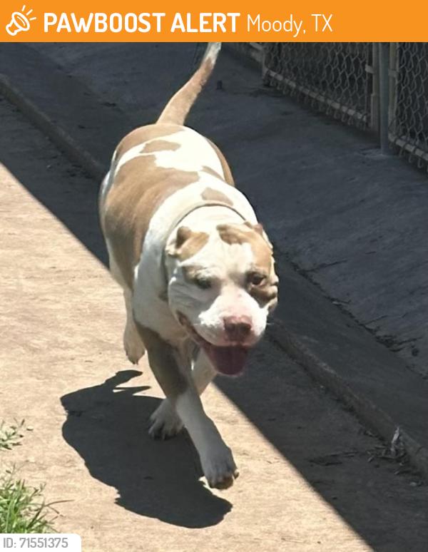 Found/Stray Male Dog last seen Troy, Tx, Moody, TX 76557