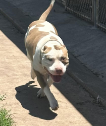 Found/Stray Male Dog last seen Troy, Tx, Moody, TX 76557
