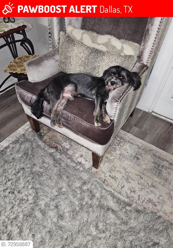 Lost Male Dog last seen Near Timberglen RD #303, Dallas, TX 75287