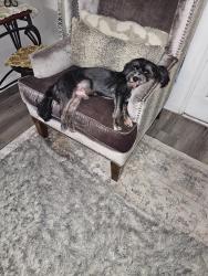 Lost Male Dog last seen Near Timberglen RD #303, Dallas, TX 75287