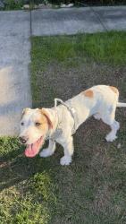 Lost Male Dog last seen North Alexander and Ward rd, Baytown, TX 77522