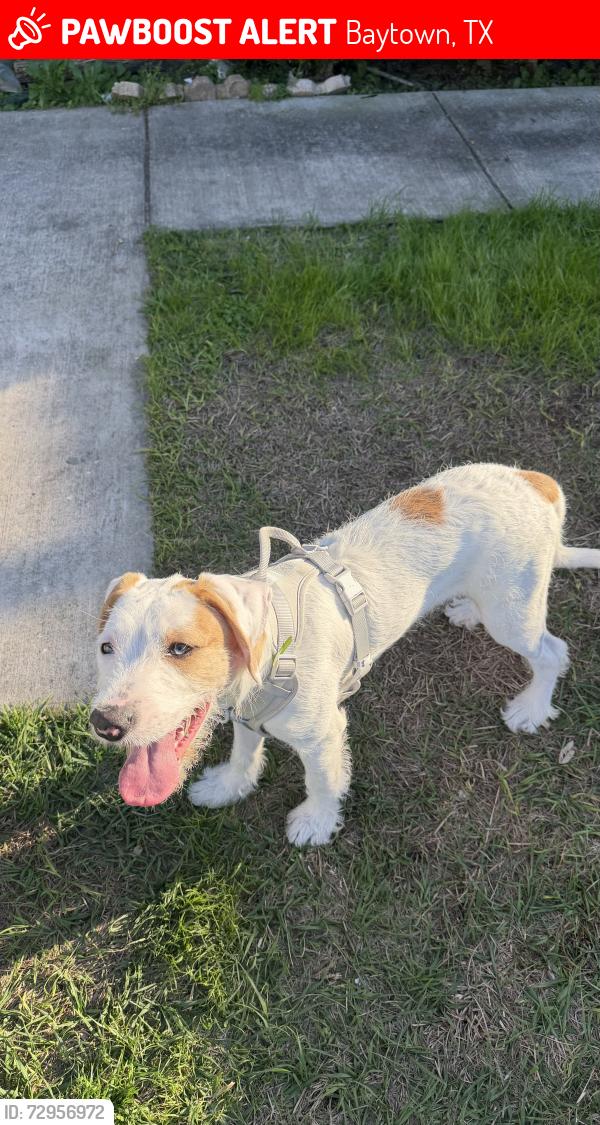 Lost Male Dog last seen North Alexander and Ward rd, Baytown, TX 77522