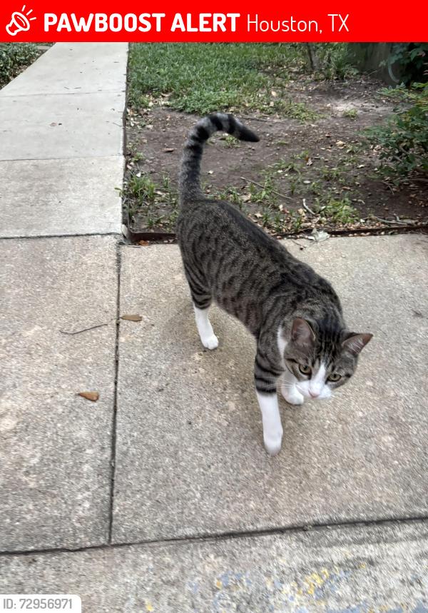 Lost Male Cat last seen Braeswood, Main,Kirby and OST, Houston, TX 77030
