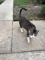 Lost Male Cat last seen Braeswood, Main,Kirby and OST, Houston, TX 77030