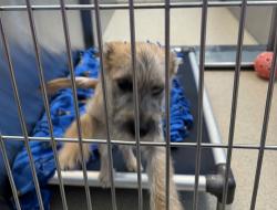 Shelter Stray Male Dog last seen Joslyn & Perry, PONTIAC, MI, 48340, Pontiac, MI 48341
