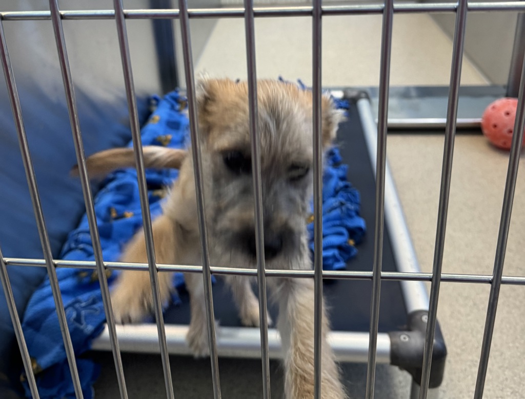 Shelter Stray Male Dog last seen Joslyn & Perry, PONTIAC, MI, 48340, Pontiac, MI 48341