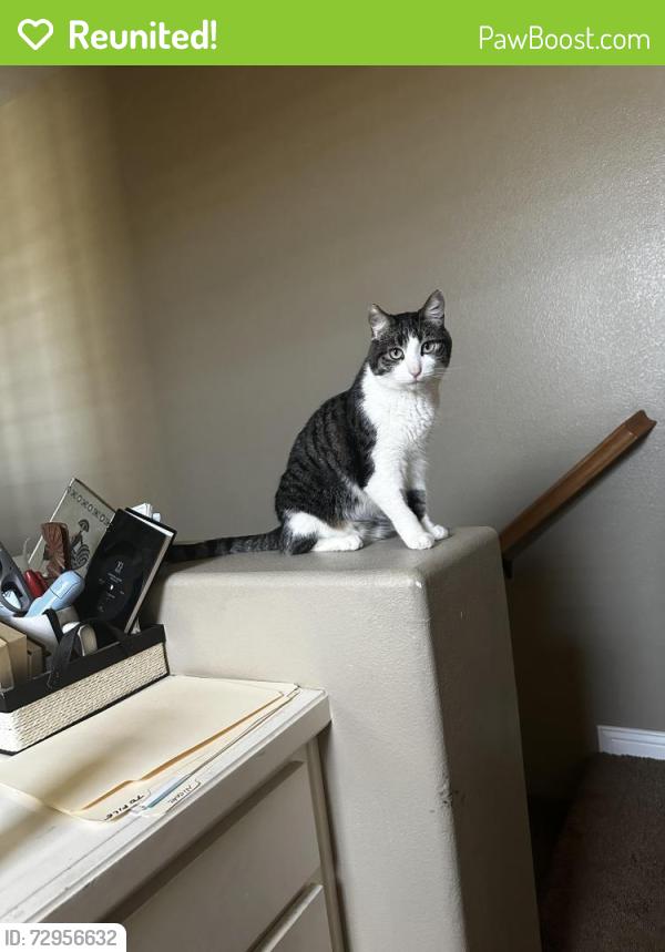 Reunited Male Cat last seen La Palma/inwood lane, La Palma, CA 90623
